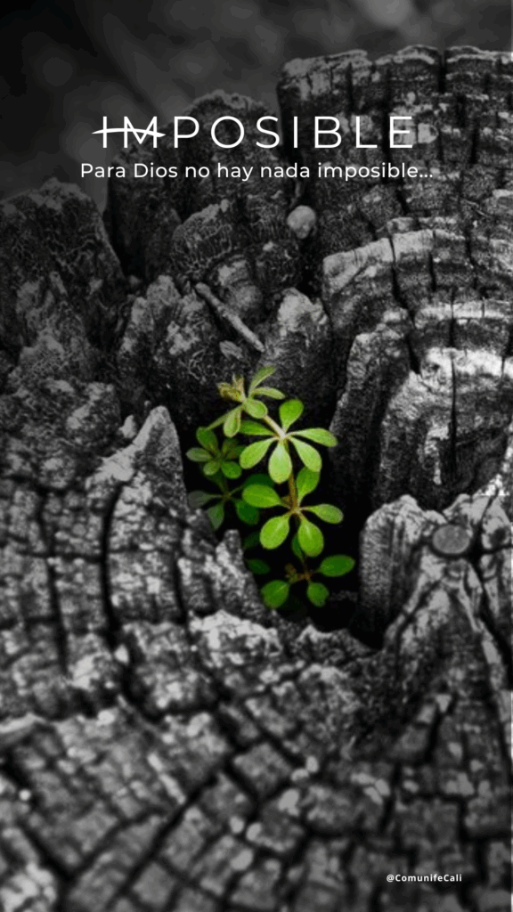 GUÍA DE LECTURA DEVOCIONAL
Juntos leamos la Biblia este año